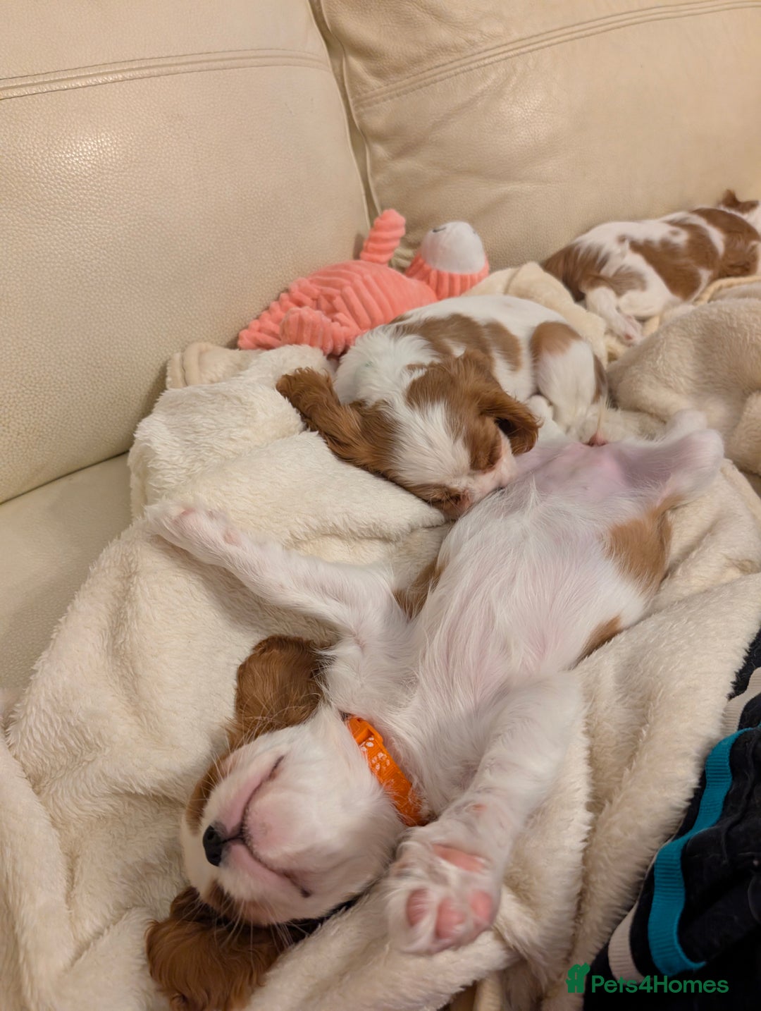 Cavalier King Charles Spaniel dogs for sale: Exquisite Lady KC reg Cavalier King Charles - Advert 2