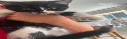 Mixed Breed cats for sale: READY NOW - Advert 10