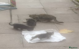 Burmilla cats for sale: Kittens seeking loving home. Free collection - Image 2