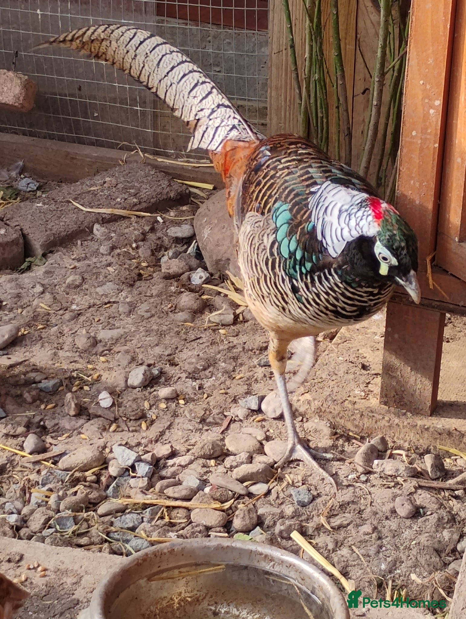 Pheasants poultry Male Lady Amherst Pheasant - Advert 1