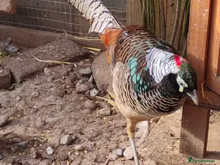 Pheasants poultry Male Lady Amherst Pheasant - Advert 4