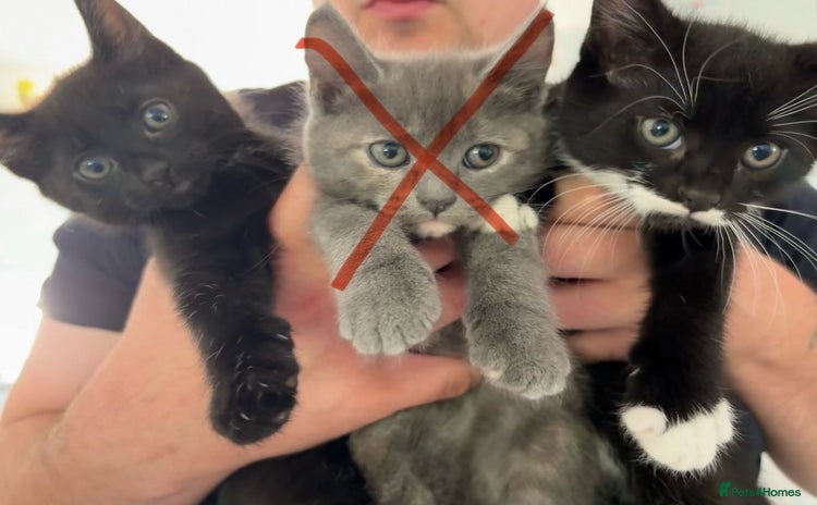 Maine Coon cats - Advert 3