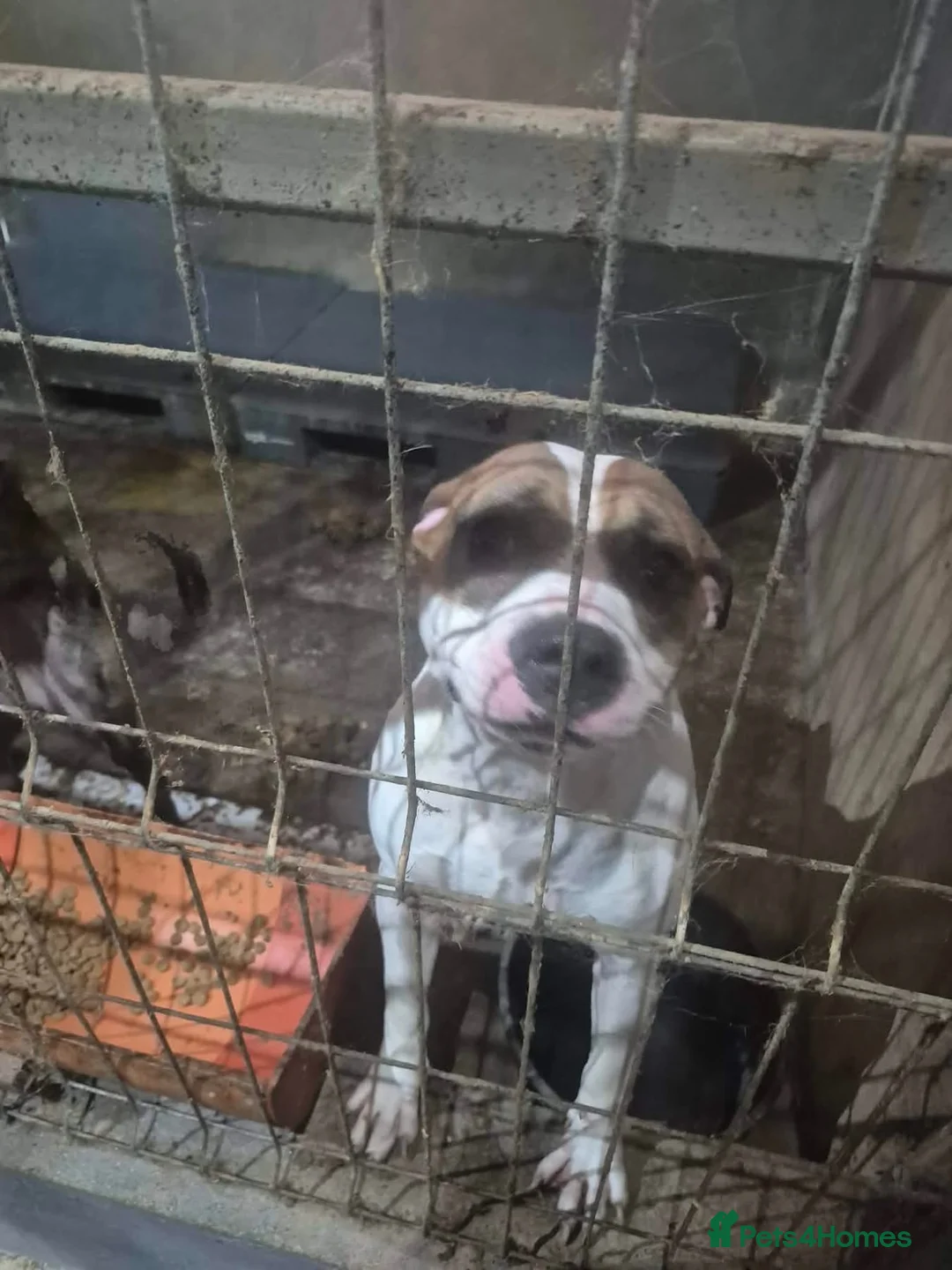 Staffordshire Bull Terrier dogs for adoption: Leia - Norwich Norfolk  - Advert 17