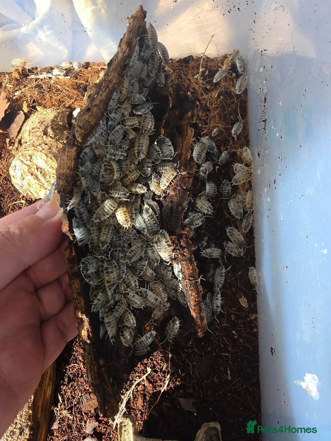 Isopods invertebrates for sale: Dairy cow isopods  - Advert 1