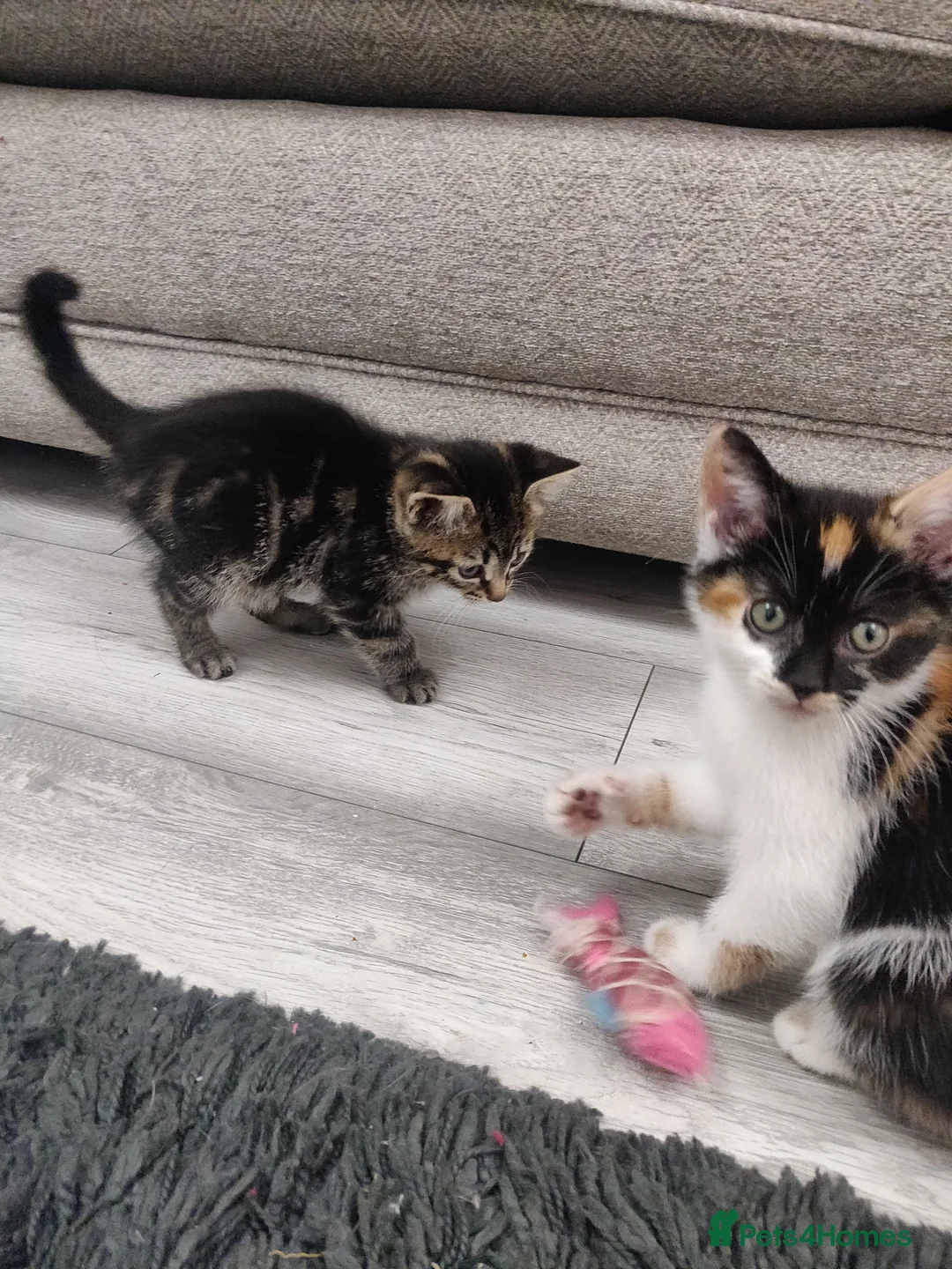 Mixed Breed cats for sale: 3 beautiful kittens  in Liverpool - Advert 9