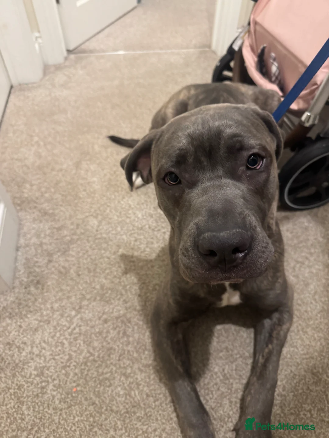 Cane Corso dogs for sale: Cane Corso in Poole - Advert 1