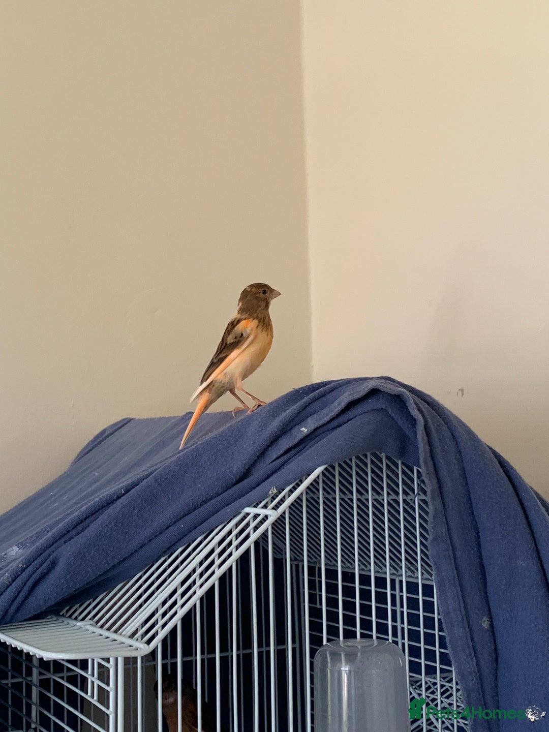 Canaries birds for sale: Harlequin canary  - Image 2