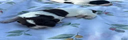 English Springer Spaniel dogs for sale: 9 beautiful springer puppies seeking forever home - Advert 13