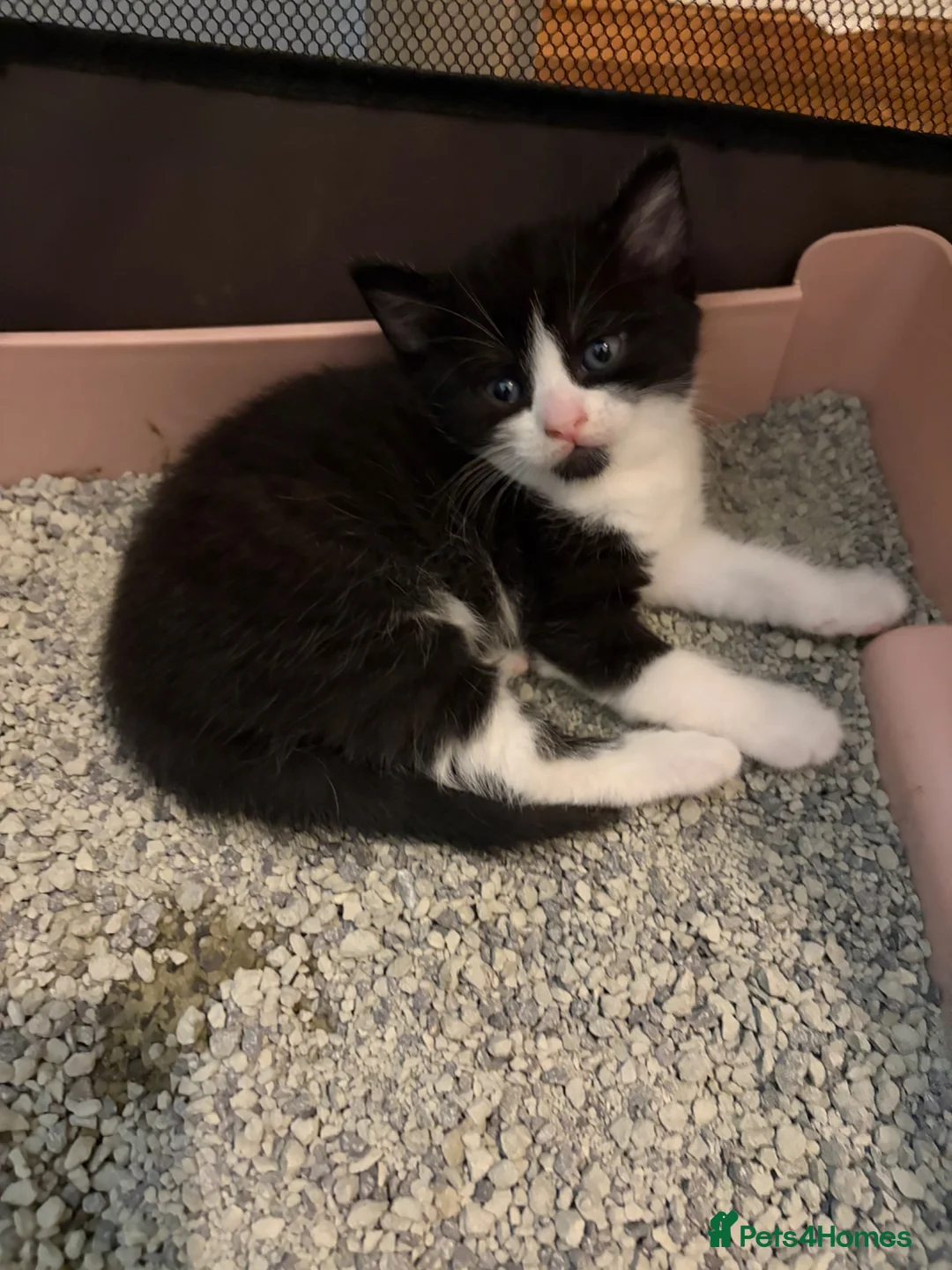 British Shorthair cats for sale: British shorthair kittens  - Advert 2