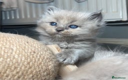 Ragdoll cats for sale: 💫Pedigree Cherubim Ragdolls💫 - Image 19