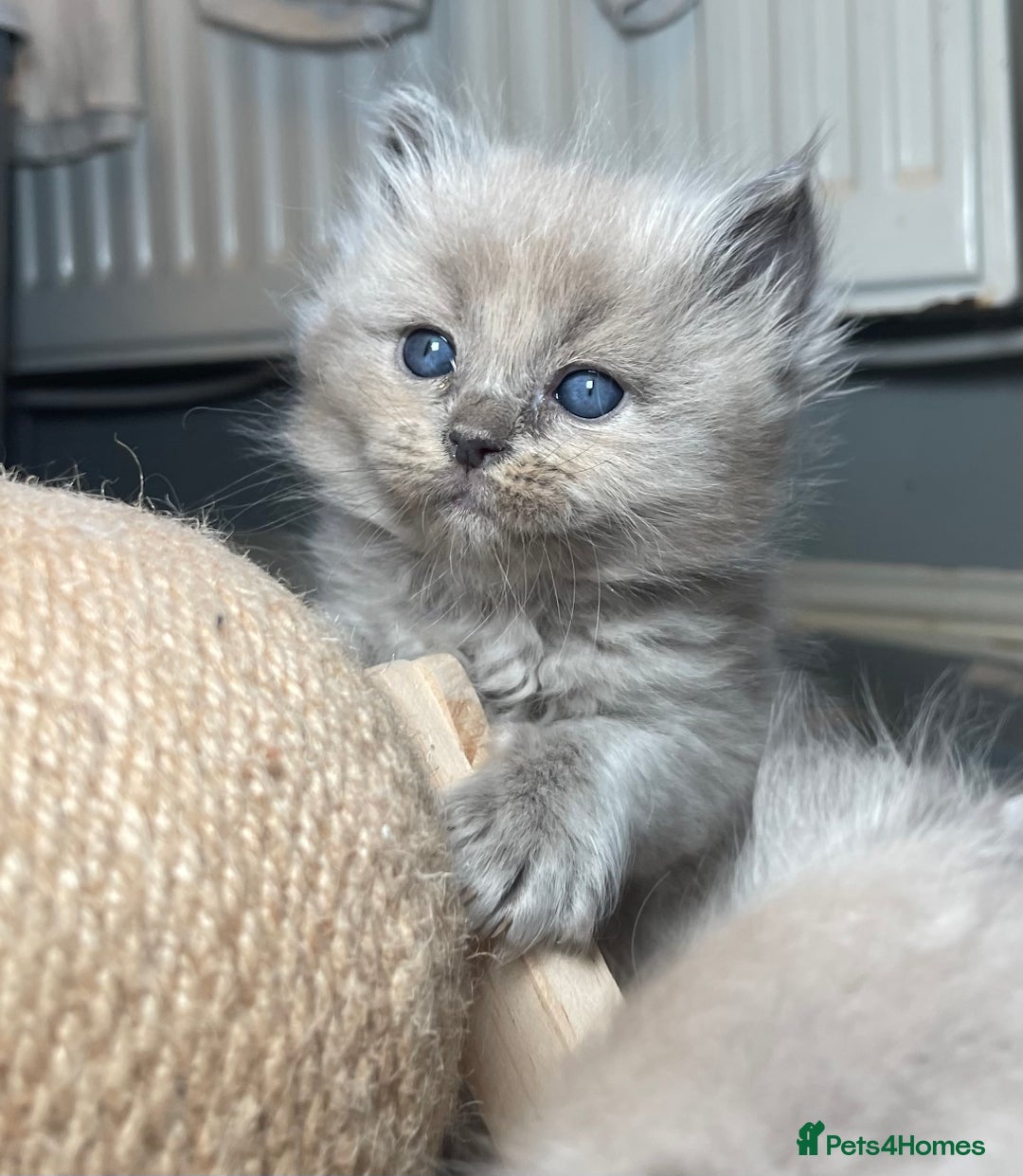 Ragdoll cats for sale: 💫Pedigree Cherubim Ragdolls💫 - Image 19