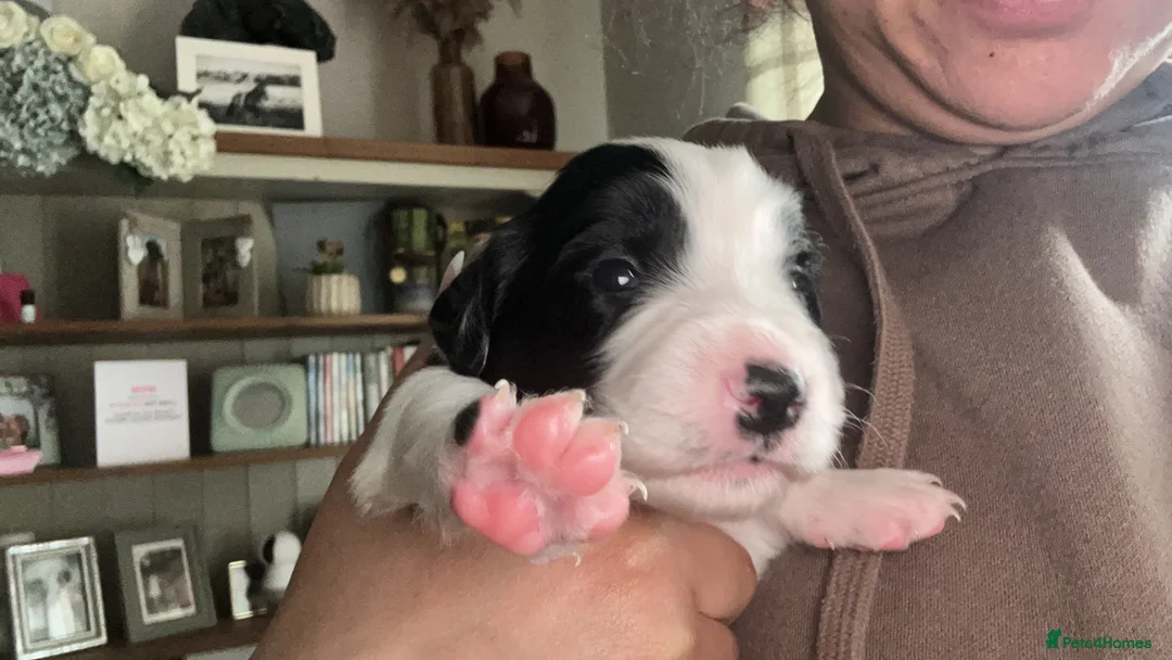 Mixed Breed dogs for sale: Sprollie Pups  in Warminster - Advert 2