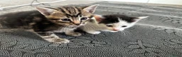 Mixed Breed cats for sale: British Short hair mix kittens - Advert 8