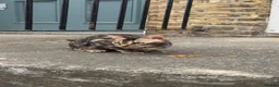 Bengal cats for sale: Ready TO LEAVE ! PURE TICA BENGALS - Advert 7
