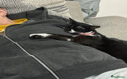 Domestic Shorthair cats for sale: Binkey  - Image 5