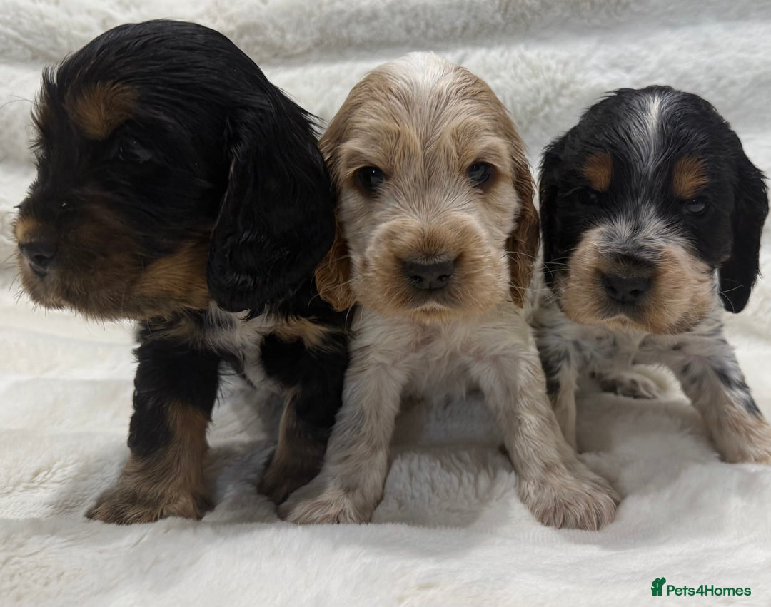Cocker Spaniel dogs for sale: Kc Show type Cocker Spaniels  - Advert 5