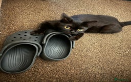 British Shorthair cats for sale: Beautiful British shorthair kittens - Advert 1