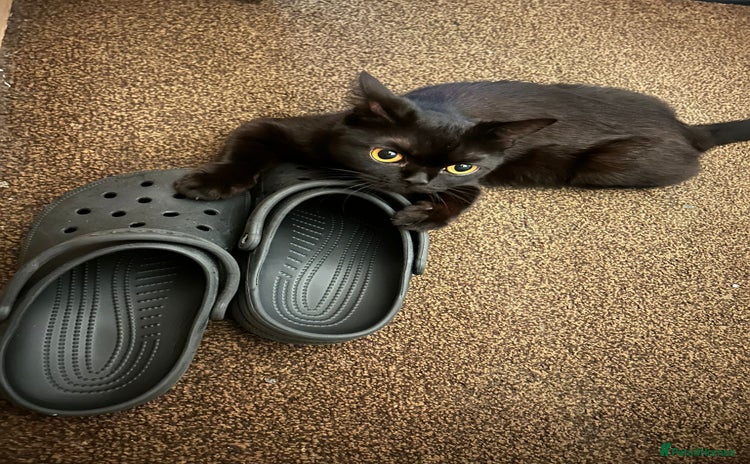 British Shorthair cats Beautiful British shorthair kittens - Advert 1