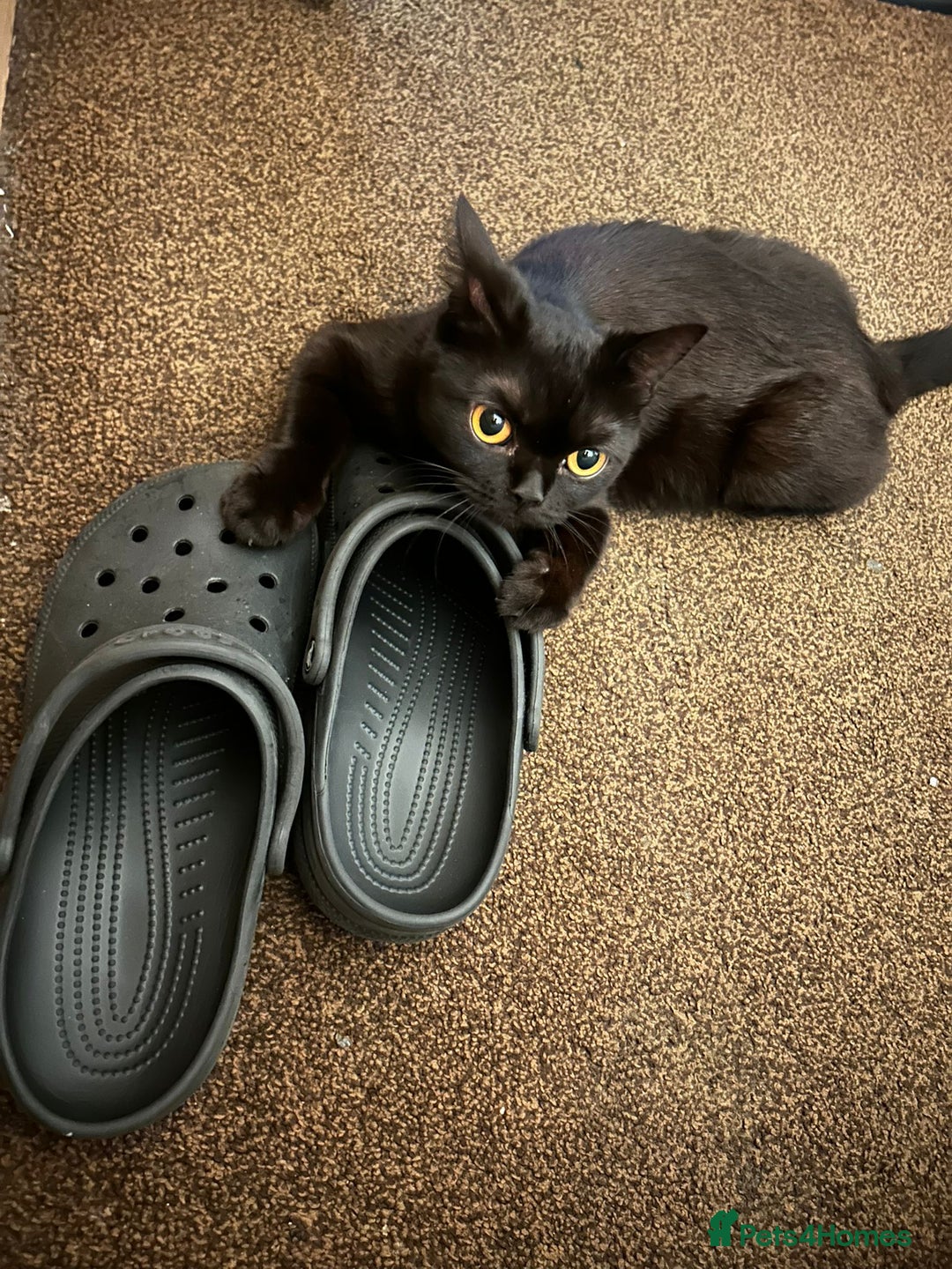 British Shorthair cats for sale: Beautiful British shorthair kittens - Advert 1