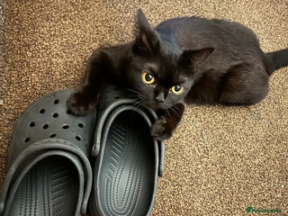 British Shorthair cats for sale: Beautiful British shorthair kittens - Advert 1