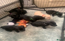 Labrador Retriever dogs for sale: Labrador puppies for sale - Advert 2