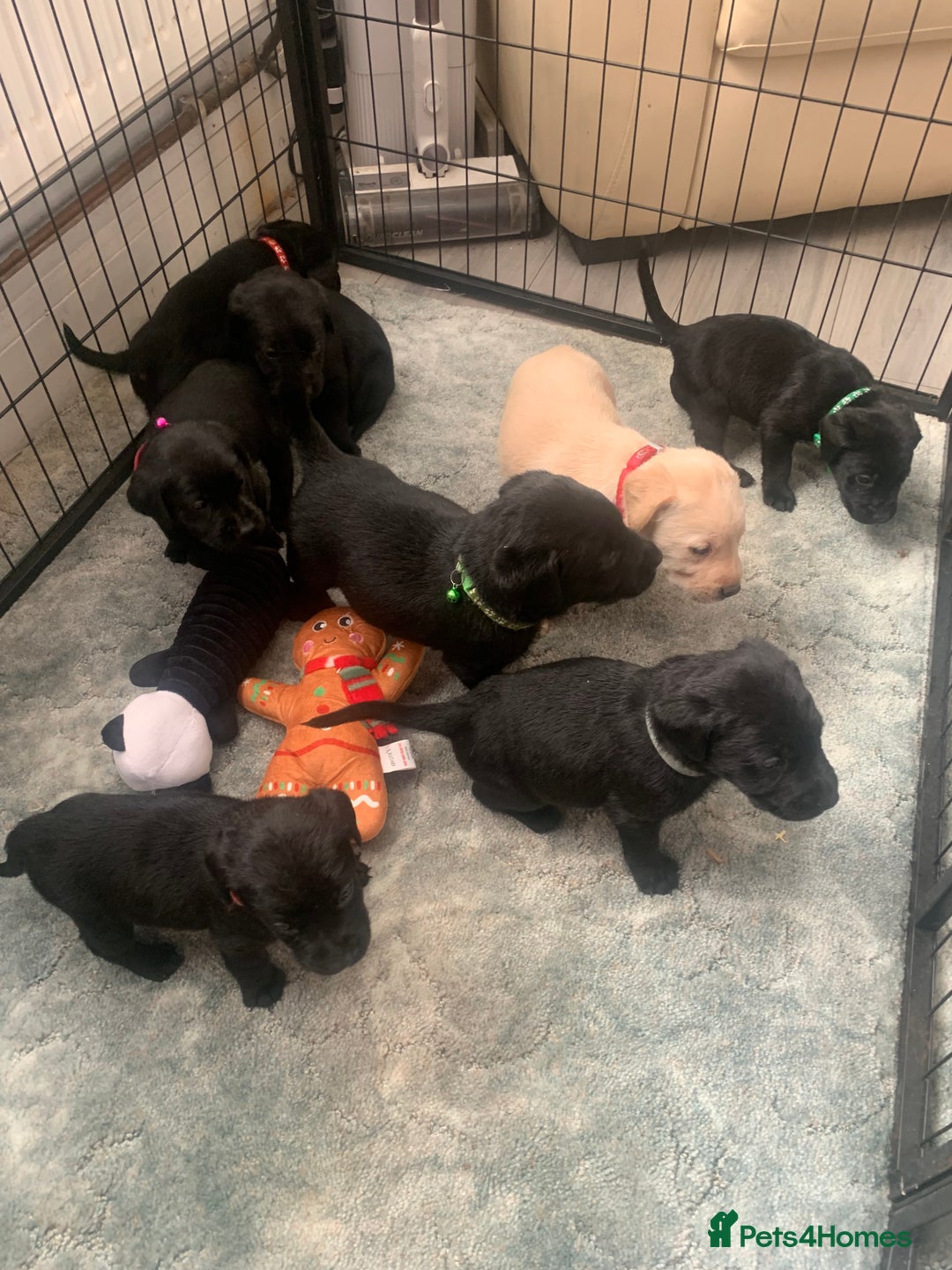 Labrador Retriever dogs for sale: Labrador puppies for sale - Advert 2