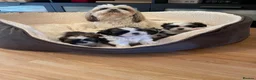 Shih Tzu dogs for sale: Shihtzu puppies for sale  - Advert 15