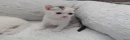 Mixed Breed cats for sale: British shorthair mixed kittens.  - Advert 14