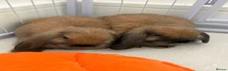 Mini Lop rabbits for sale: Two bonded male mini lop bunnies 6months old  - Advert 3