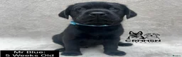 Labrador Retriever dogs for sale: Outstanding, Health Tested, KC Reg, Labrador Pups - Advert 4