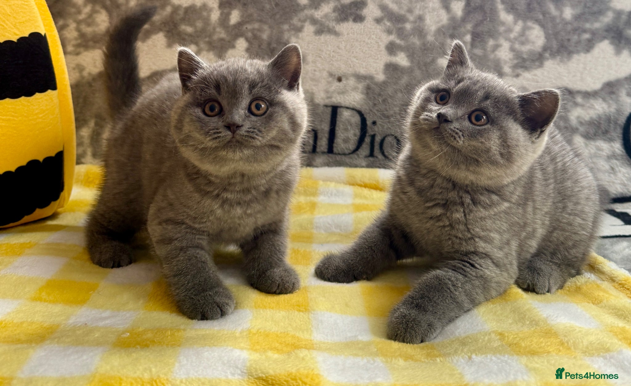 British Shorthair cats Beautiful paws*GB 😻 - Advert 1