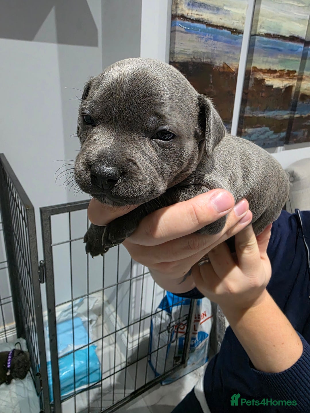 Staffordshire Bull Terrier dogs for sale: Beautiful Staffordshire Bull Terrier Puppies - Advert 4