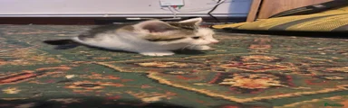 Mixed Breed Kitten 2
