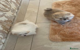 Pomeranian dogs for sale: Kc Registered Pomeranian Pups - Image 18