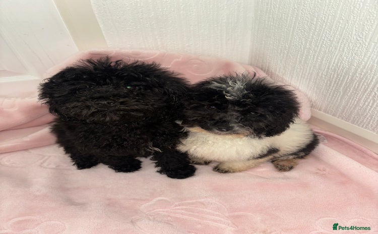 Cavapoo dogs Cavapoo puppies for sale  - Advert 2