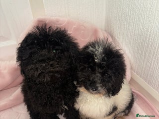 Cavapoo dogs Cavapoo puppies for sale - Advert 10