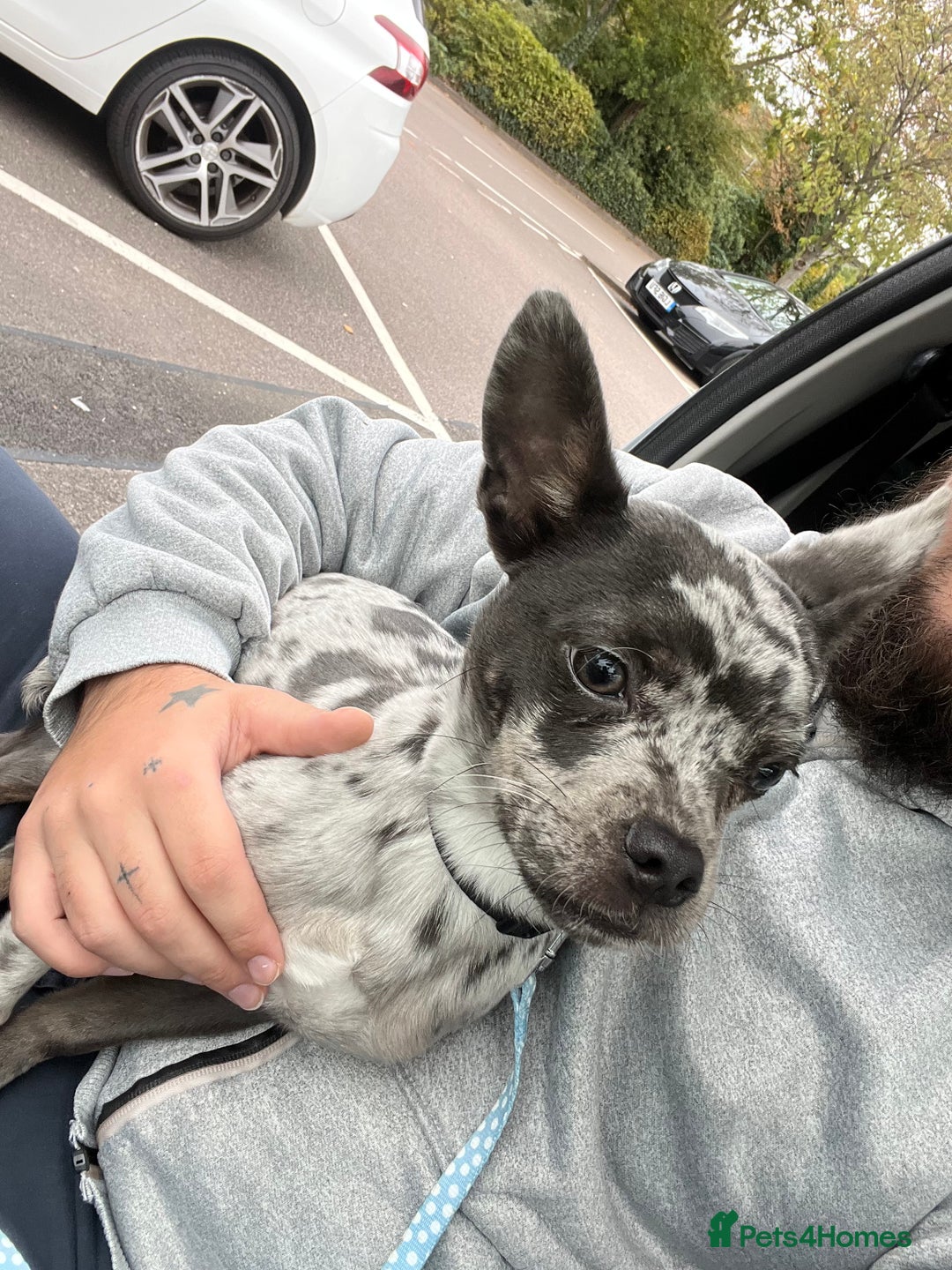 Mixed Breed dogs for sale: Frenchie x Jack Chi 8 month old puppy - Image 1