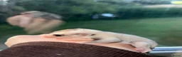Sugar Glider rodents for sale: Two female sugar glider joeys - Advert 8