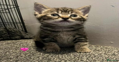 Mixed Breed cats - Advert 10
