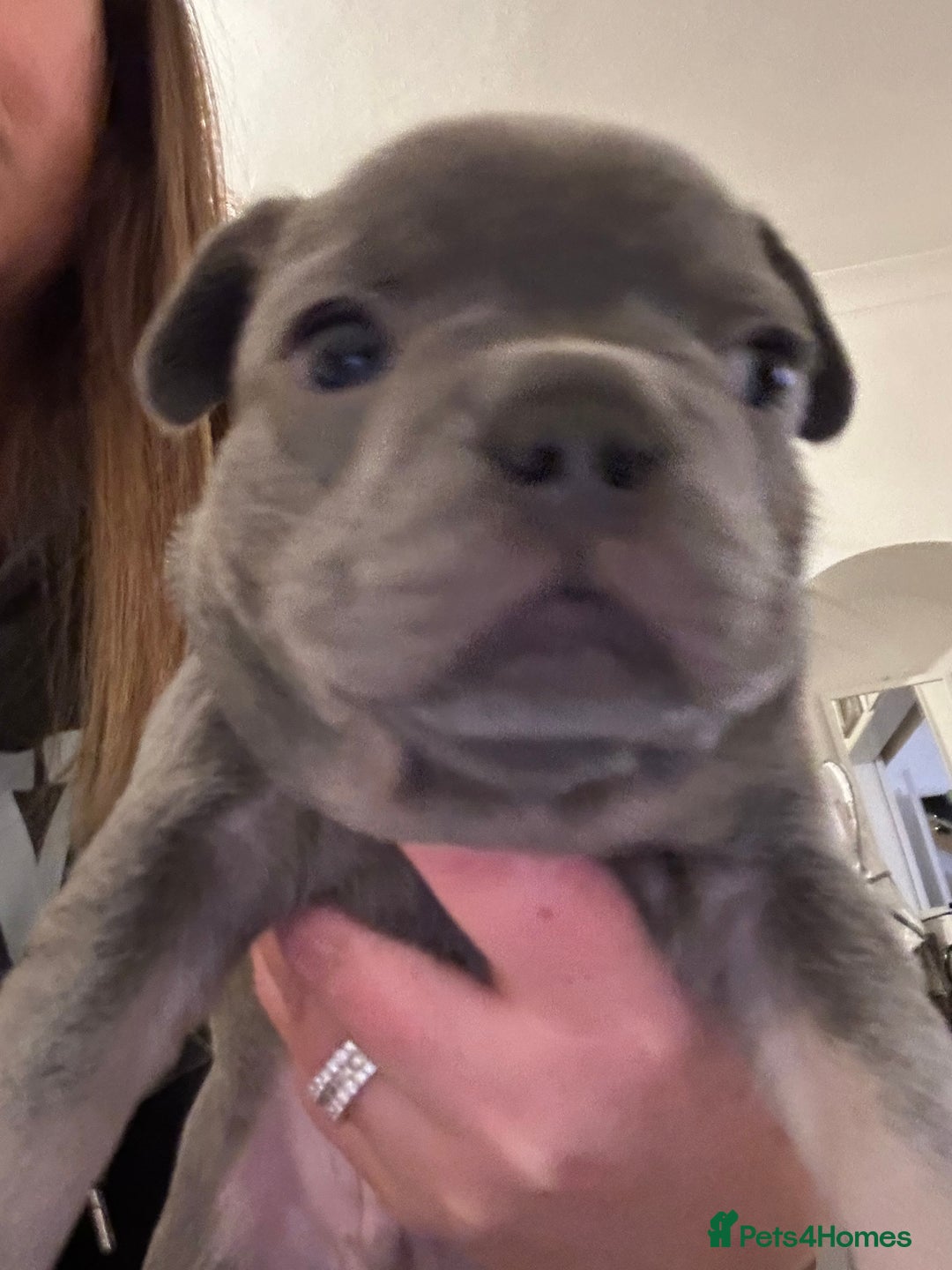 French Bulldog dogs for sale: Litter of 4 beautiful pups 🐶  - Advert 5