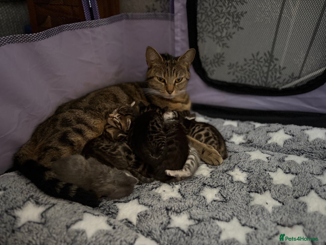 Bengal cats for sale: Russian Blue Bengal Kittens - Image 12