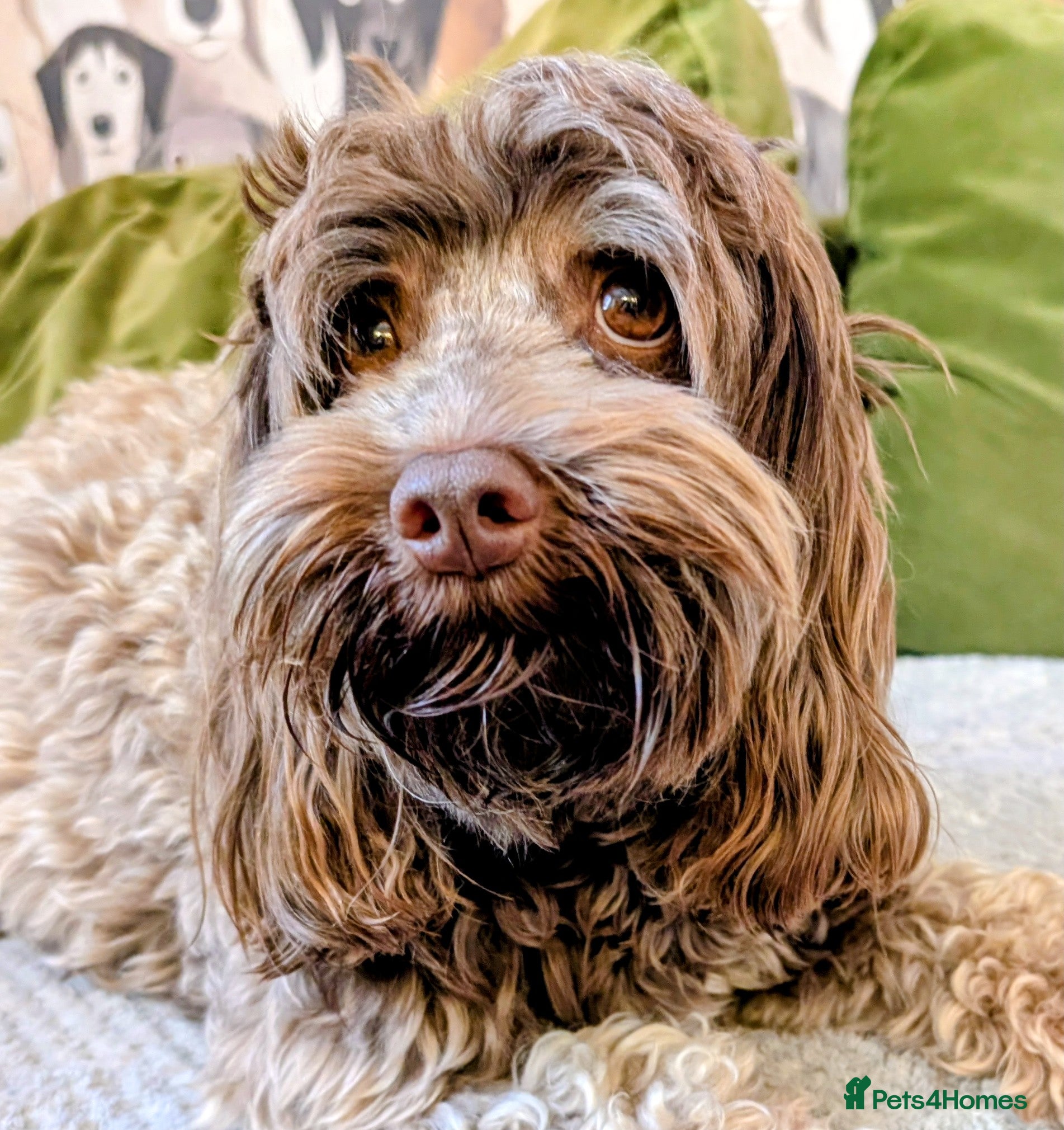 Australian Labradoodle dogs for sale: One Australian Labradoodle male puppy available  in Inverness - Advert 2