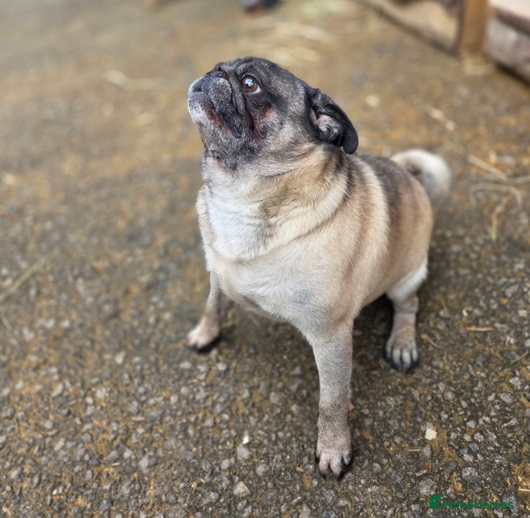 Pug dogs for stud: Pug dog for stud  - Advert 3