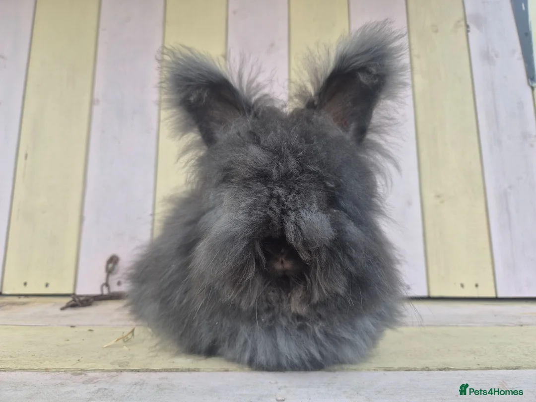 Angora rabbits for sale: 🩷 MUFFIN-bred from parents imported from🇫🇷  - Advert 5