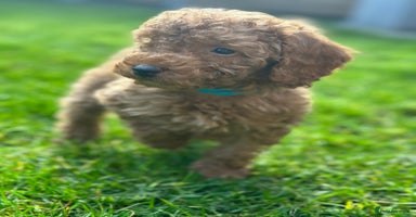 Miniature Poodle dogs - Advert 13
