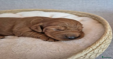 Cockapoo dogs - Advert 7