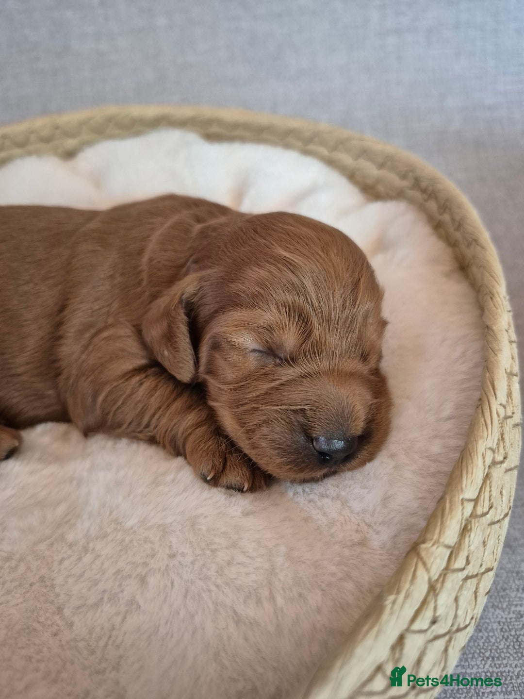 Cockapoo dogs for sale: red cockapoo f1 non fading - Image 3