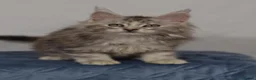 Maine Coon cats for sale: Tica Maine Coon Kittens available for reservation - Advert 5
