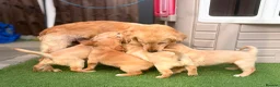 Golden Retriever dogs for sale: Kc registered golden retriever puppies !!! - Advert 15