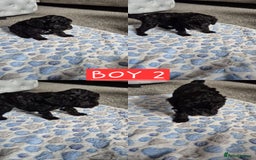 Cockapoo dogs for sale: F2 Cockapoos - Image 4